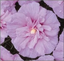 Lavender Rose Of Sharon Althea Shrub -GreenNest Shop LavenderRoseofSharonHibiscus 400 1 01