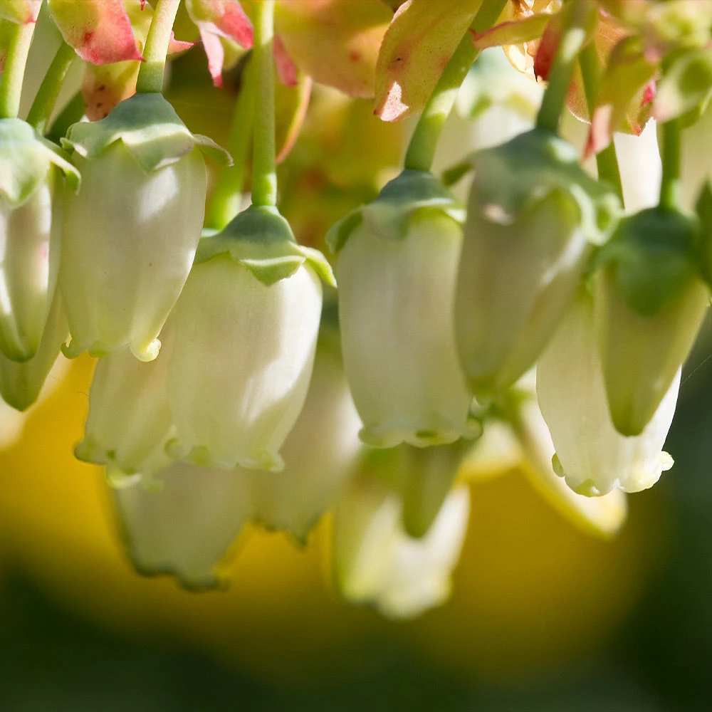 Legacy Blueberry Bush 7 Legacy Blueberry Bush - Image 5