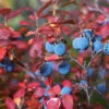 Legacy Blueberry Bush -GreenNest Shop Legacy Blueberry BB 600x600 bff25c24 78da 40cf aba7 2d999fe8796b