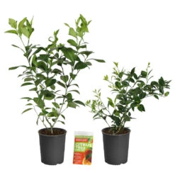 Meyer Lemon Tree 22 Meyer Lemon Tree -GreenNest Shop Lemon and LimeBushes 2 12d561e2 6ff2 467e ae81 b0f2070fc9c7