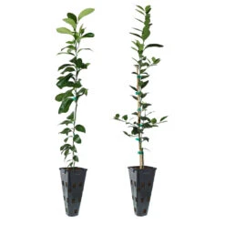 Meyer Lemon Tree 23 Meyer Lemon Tree -GreenNest Shop Lemon and LimeTrees 2b01b71e 3c79 4d5a 83d9 e342e93aefb8