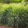 Lemon Grass -GreenNest Shop Lemon Grass BB 600x600 3855177b bcf3 41c3 93e2 a813de7ec778
