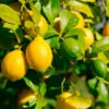 Lemon-Lime Citrus Tree -GreenNest Shop Lemon Lime Tree 600x600 7ad977dc 49eb 4bbf ae53 8f217a1d551d