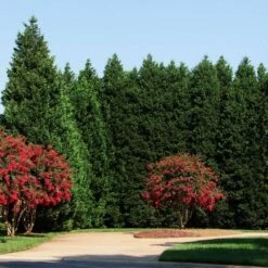 Leyland Cypress Tree -GreenNest Shop Leyland Cypress 4 BB