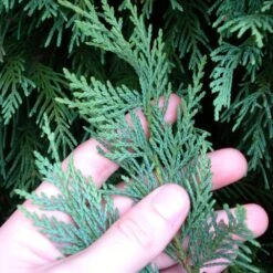 Leyland Cypress Tree -GreenNest Shop Leyland Cypress 5 BB