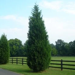 Leyland Cypress Tree -GreenNest Shop Leyland Cypress 8