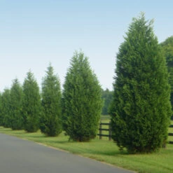 Leyland Cypress Tree -GreenNest Shop Leyland Cypress 9 BB