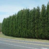 Leyland Cypress Tree -GreenNest Shop Leyland Cypress BB 600x600 ee1946e3 1b90 4910 b5e6 8f409a428a0f