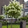 Limelight Hydrangea Tree -GreenNest Shop Limelight Hydrangea Tree BB 600x600 dbcff484 df9b 4970 83c5 1cd5e09f1b99