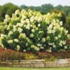 Limelight Hydrangea Shrub -GreenNest Shop Limelight Hydrangea 1 BB 600x600 2037b8ec 1154 46d4 a36f 833be0023c0a