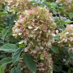 Limelight Hydrangea Shrub -GreenNest Shop Limelight Hydrangea 3 BB