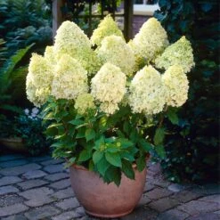 Limelight Hydrangea Shrub -GreenNest Shop Limelight Hydrangea 4 BB