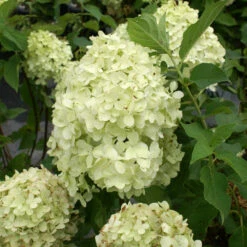 Limelight Hydrangea Tree 12 Limelight Hydrangea Tree -GreenNest Shop Limelight Hydrangea Tree 3 BB