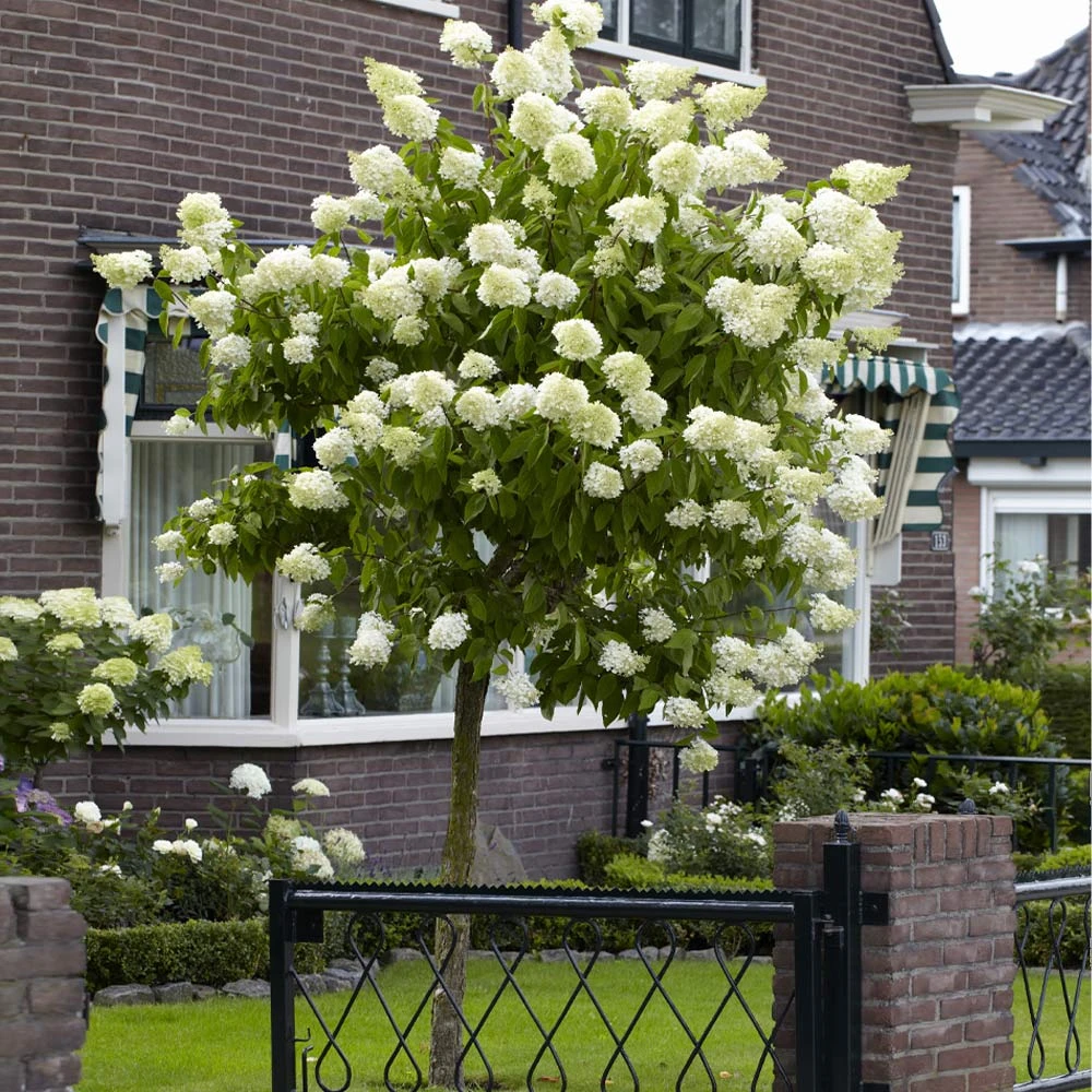 Limelight Hydrangea Tree 4 Limelight Hydrangea Tree - Image 2