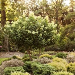 Limelight Hydrangea Tree 11 Limelight Hydrangea Tree -GreenNest Shop Limelight Hydrangea Tree 6 BB