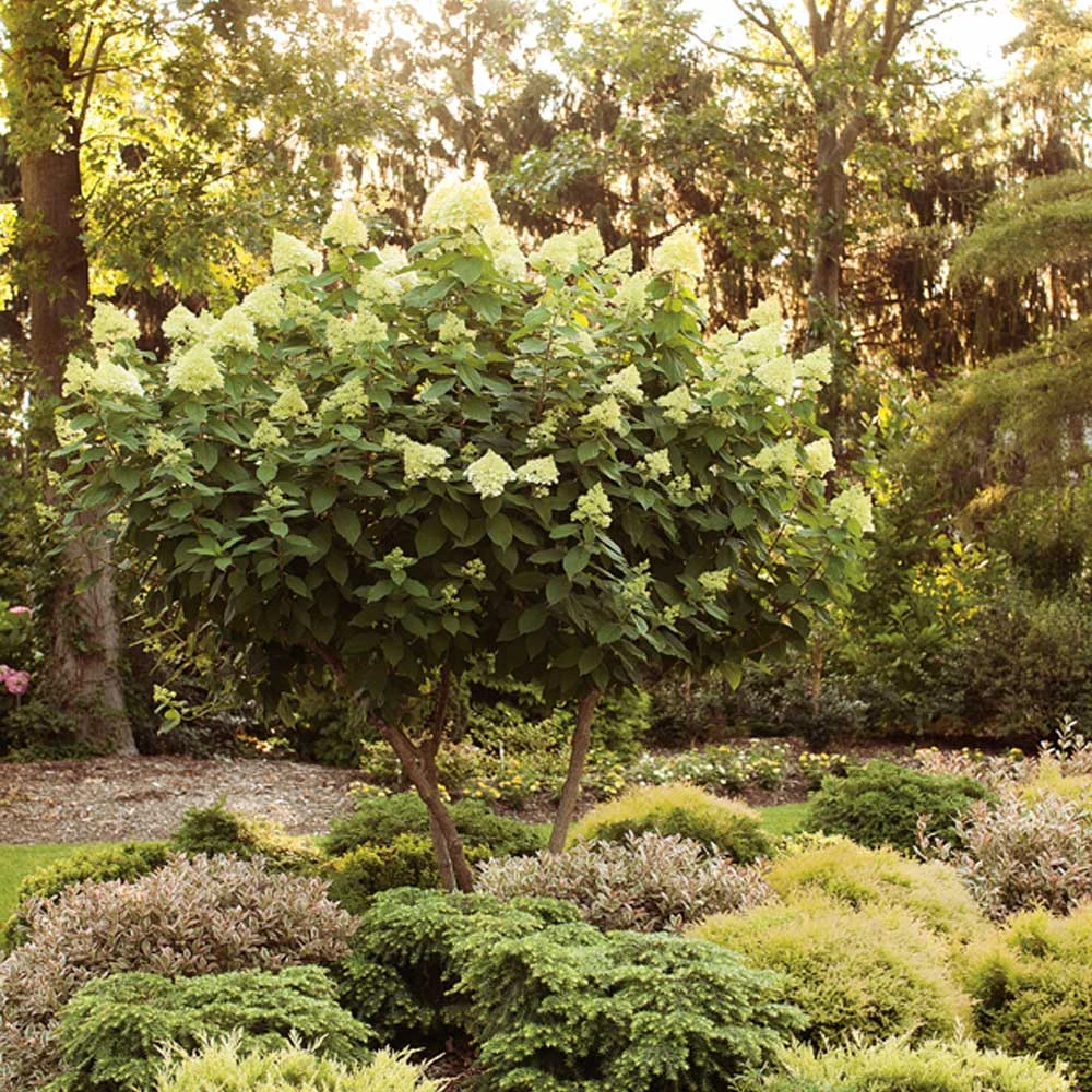 Limelight Hydrangea Tree 6 Limelight Hydrangea Tree - Image 4