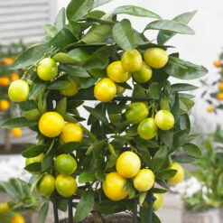 Limequat Tree -GreenNest Shop Limequat 2