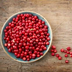 Lingonberry Plant 7 Lingonberry Plant -GreenNest Shop Lingonberry 1 BB