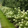 Little Lime® Hydrangea Shrub -GreenNest Shop Little Lime Hydrangea 1 BB 600x600 cf28c7d9 e2c7 4e7e be26 599f7b0f6f5b