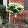 Little Lime® Hydrangea Tree -GreenNest Shop Little Lime Hydrangea Tree BB 600x600 9a3be03b 65fe 4ebd 878e 9837456b269c