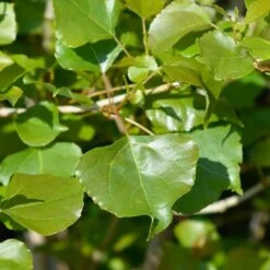 Lombardy Poplar Tree -GreenNest Shop Lombardy Poplar 1 BB