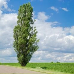 Lombardy Poplar Tree -GreenNest Shop Lombardy Poplar 4 BB