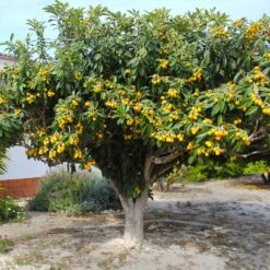 Loquat Tree -GreenNest Shop Loquat Tree 3 BB