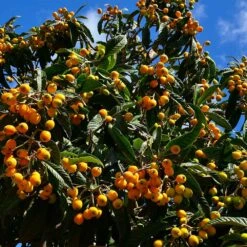Loquat Tree -GreenNest Shop Loquat Tree 5