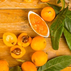 Loquat Tree -GreenNest Shop Loquat Tree 6 BB