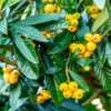 Loquat Tree -GreenNest Shop Loquat Tree BB 600x600 a729e04d cefe 46db 802c 7e5abddf1fab