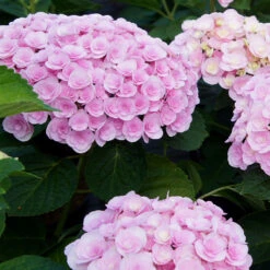 Love Hydrangea Shrub 7 Love Hydrangea Shrub -GreenNest Shop Love Hydrangea 2 BB