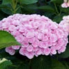 Love Hydrangea Shrub -GreenNest Shop Love Hydrangea BB 600x600 072271bb 019d 416a a0b0 2272ac777269