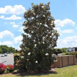 Little Gem Magnolia Tree