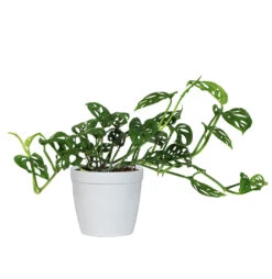 Monstera Adansonii Plant -GreenNest Shop MON ADA1 delilah white