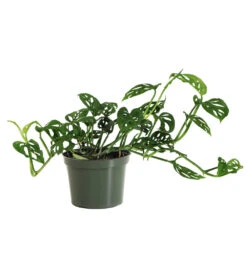 Monstera Adansonii Plant -GreenNest Shop MON ADA1 standard pot