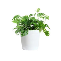 Monstera Adansonii Plant -GreenNest Shop MON ADA3 delilah white
