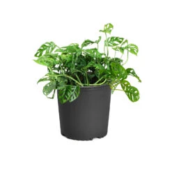 Monstera Adansonii Plant -GreenNest Shop MON ADA3 standard pot f33ecb25 c3cb 4d77 8f7a 58b3b5e1099a