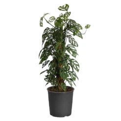 Monstera Adansonii Plant -GreenNest Shop MON ADT3 standard pot
