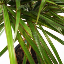 Braided Madagascar Dragon Tree -GreenNest Shop Madagascar Dragon Draceana 4