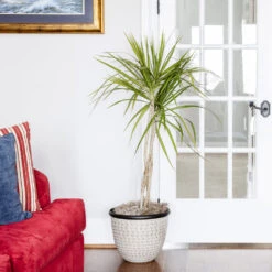 Braided Madagascar Dragon Tree -GreenNest Shop Madagascar Dragon Draceana 6