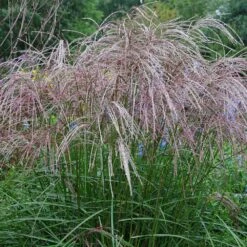 Morning Light Miscanthus -GreenNest Shop Maiden Grass Morning light 4 BB