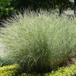 Morning Light Miscanthus -GreenNest Shop Maiden Grass Morning light 6 BB