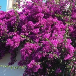 Majestic Purple Bougainvillea -GreenNest Shop Majestic Purple Bougainvillea 3 BB