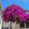 Majestic Purple Bougainvillea 1 Majestic Purple Bougainvillea -GreenNest Shop Majestic Purple Bougainvillea BB 600x600 1