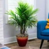 Majesty Palm Tree -GreenNest Shop Majesty Palm BB 600x600 6fc29a1d 3bcc 460a 8b9b 7dae0ba66323