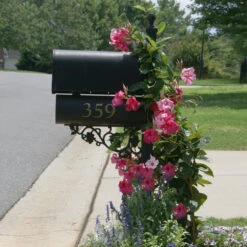 Mandevilla 'Alice Du Pont' Shrub -GreenNest Shop Mandevillea Alice Du Pont 2 BB