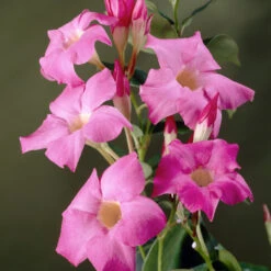 Mandevilla 'Alice Du Pont' Shrub -GreenNest Shop Mandevillea Alice Du Pont 3
