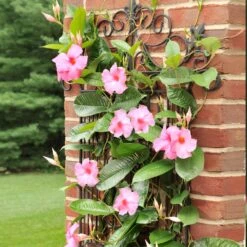 Mandevilla 'Alice Du Pont' Shrub -GreenNest Shop Mandevillea Alice Du Pont 6