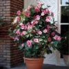 Mandevilla 'Alice Du Pont' Shrub -GreenNest Shop Mandevillea Alice Du Pont BB 600x600 4607f243 89e5 4ddc 8399 1963674ce920