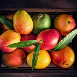 Mango Kit -GreenNest Shop Mango Kit 2 BB